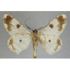 /filer/webapps/moths/media/images/M/macracantha_Neocleora_PTM_ZSMb.jpg