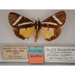 /filer/webapps/moths/media/images/S/septentrionalis_Aegocera_HT_RMCA_01.jpg