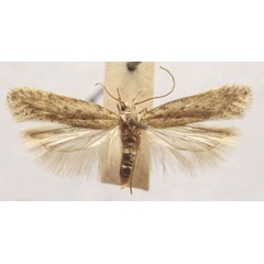 /filer/webapps/moths/media/images/X/xylochroa_Scrobipalpa_HT_TMSA.jpg