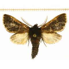 /filer/webapps/moths/media/images/V/virgata_Metarctia_AM_DePrins.jpg