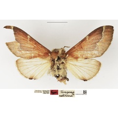 /filer/webapps/moths/media/images/M/madibirense_Taragama_HT_NHMUK.jpg