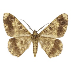 /filer/webapps/moths/media/images/T/takanoi_Afroracotis_HT_ANHRTb.jpg