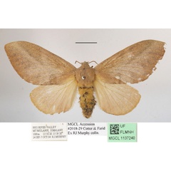 /filer/webapps/moths/media/images/M/meloui_Pallastica_AF_MGCLa_01.JPG