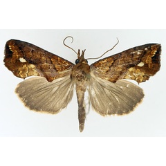 /filer/webapps/moths/media/images/N/nictites_Plusiodonta_AM_TMSA_04.jpg