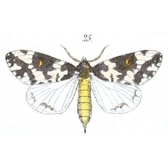 /filer/webapps/moths/media/images/R/rhodalipha_Aclonophlebia_Felder_100_25.jpg