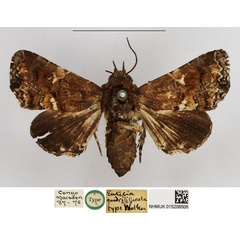 /filer/webapps/moths/media/images/Q/quadriliturata_Eutelia_HT_NHMUK.jpg