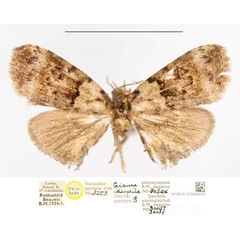 /filer/webapps/moths/media/images/I/idioptila_Giaura_PTM_NHMUK.jpg