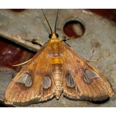/filer/webapps/moths/media/images/F/flavicepsalis_Ulopeza_A_DUPONT_03_.JPG