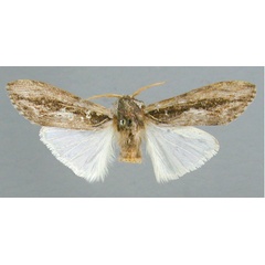 /filer/webapps/moths/media/images/S/strigata_Bilulua_HT_RMCA.jpg