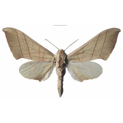 /filer/webapps/moths/media/images/M/molitor_Pseudoclanis_AF_EMEMa.jpg