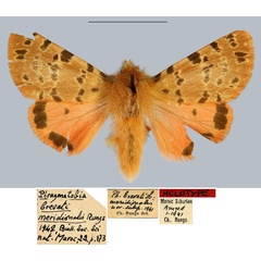 /filer/webapps/moths/media/images/M/meridionalis_Phragmatobia_HT_MNHN.jpg