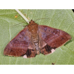 /filer/webapps/moths/media/images/V/violaceofascia_Achaea_A_Mazzei.jpg