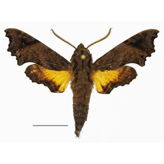 /filer/webapps/moths/media/images/P/pseudopylas_Temnora_AM_Basquin_02.jpg