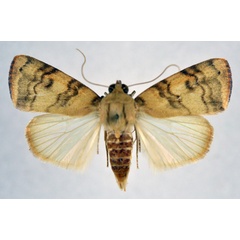 /filer/webapps/moths/media/images/A/arcuata_Maurilia_AF_NHMO_02.jpg