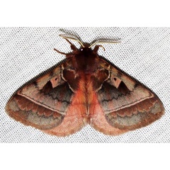 /filer/webapps/moths/media/images/A/angulata_Poloma_A_Braun_08.jpg