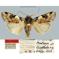 /filer/webapps/moths/media/images/T/trisellata_Mentaxya_HT_MNHN.jpg