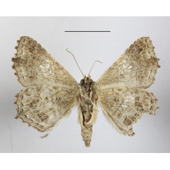 /filer/webapps/moths/media/images/A/addisonae_Homaea_A_MGCLb_01.jpg