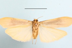 Asythosia goniophoroides