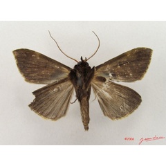 /filer/webapps/moths/media/images/N/nigribasis_Anoba_A_Albertb_01.jpg