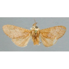 /filer/webapps/moths/media/images/S/subaequa_Eurystaurella_HT_RMCA.jpg