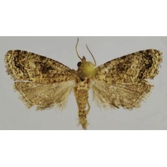 /filer/webapps/moths/media/images/A/amarana_Thaumatographa_HT_Trematerra.jpg