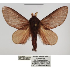 /filer/webapps/moths/media/images/P/pseudometoides_Anadiasa_AM_TMSA.jpg