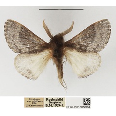 /filer/webapps/moths/media/images/D/definita_Anadiasa_AM_NHMUK.jpg