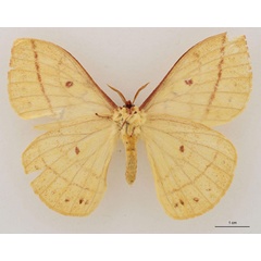 /filer/webapps/moths/media/images/U/upembana_Tagoropsiella_HT_RBINS_02.jpg