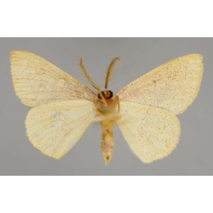 /filer/webapps/moths/media/images/S/staudei_Cyclophora_HT_ZSM_02.jpg