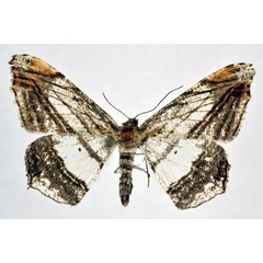 /filer/webapps/moths/media/images/F/fulvisparsa_Chiasmia_AF_NHMO.jpg