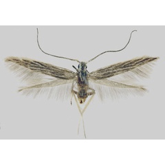 /filer/webapps/moths/media/images/H/hobaterensis_Coleophora_PTM_MfN.jpg