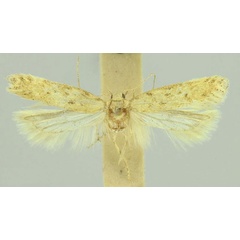 /filer/webapps/moths/media/images/H/hospes_Scrobipalpa_HT_LNK.jpg