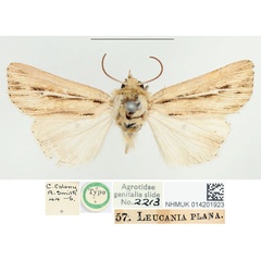 /filer/webapps/moths/media/images/P/plana_Leucania_HT_BMNH.jpg