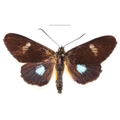 /filer/webapps/moths/media/images/T/turlini_Rothia_AM_RBINSa.jpg