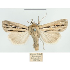 /filer/webapps/moths/media/images/A/amens_Vietteania_AM_BMNH.jpg