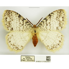 /filer/webapps/moths/media/images/A/albida_Euchera_AM_NHMUK_02.jpg