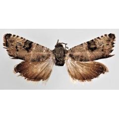/filer/webapps/moths/media/images/N/nicomacha_Coccothera_AF_NHMO.jpg