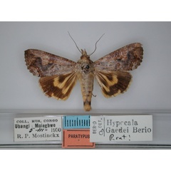 /filer/webapps/moths/media/images/G/gaedei_Hypocala_PT_RMCA_01.jpg