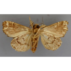 /filer/webapps/moths/media/images/S/subroseata_Callopistria_HT_RMCA_02.jpg