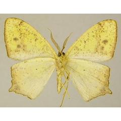 /filer/webapps/moths/media/images/C/commixta_Epigynopteryx_AM_ZSMb.jpg