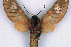 Balacra erubescens