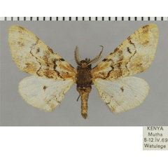 /filer/webapps/moths/media/images/P/perse_Exeliopsis_AM_ZSMa.jpg