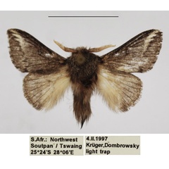 /filer/webapps/moths/media/images/P/parva_Sena_AM_TMSA_02.jpg