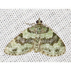 /filer/webapps/moths/media/images/D/dryas_Piercia_A_Braun.jpg