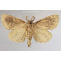 /filer/webapps/moths/media/images/F/fuscata_Lopiena_AM_MGCLb_01.JPG