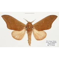 /filer/webapps/moths/media/images/N/numenius_Brachychira_AM_Bouyera.jpg