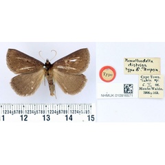 /filer/webapps/moths/media/images/D/distriga_Acanthodelta_HT_BMNH.jpg