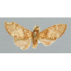 /filer/webapps/moths/media/images/A/aequa_Eurystauropsis_HT_RMCA.jpg