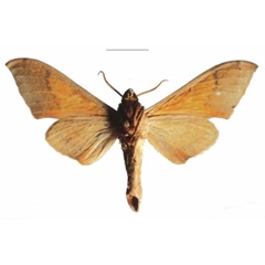 /filer/webapps/moths/media/images/A/axis_Pseudoclanis_PTM_Kleinerb.jpg