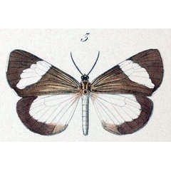 /filer/webapps/moths/media/images/L/leuconoe_Nyctemera_HT_Hopffer_28_3.jpg